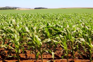 Paraná projeta maior safra de milho da história, mesmo com perdas climáticas