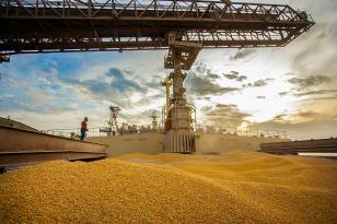 Com crescimento de 77% em 2024, Paraná ocupa segundo lugar nas exportações de milho