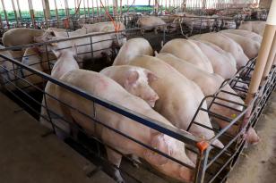Paraná tem melhor semestre em exportações de suínos com embarque de 110,7 mil toneladas