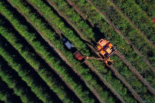 Boletim Agropecuário analisa estágio da safra do café e variação dos preços