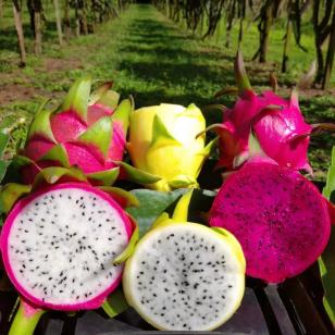 Encontro discute a fruticultura no Paraná