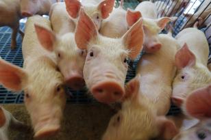 Chile reconhece status sanitário do Paraná e produtores poderão vender carne ao país