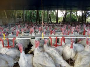 Paraná vendeu 6 mil toneladas de carne de peru para o mercado internacional no 1º semestre
