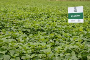Cultivar de feijão criada pelo IDR-Paraná é destaque em congresso internacional