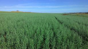 Dia de Campo destaca avanços nos cereais de inverno e sustentabilidade