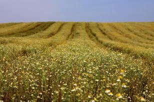 Paraná consolida liderança na camomila e movimenta R$ 15 milhões no campo