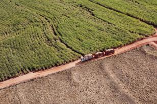 IV Dia de Campo Integra Arenito destaca uso da silagem de BRS Capiaçu na nutrição de bovinos