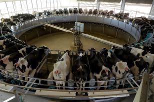 Governador sanciona lei que proíbe reconstituição de leite em pó importado no Paraná