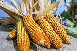 Exportações de milho crescem 179% no Paraná e triplicam a receita em relação ao ano passado