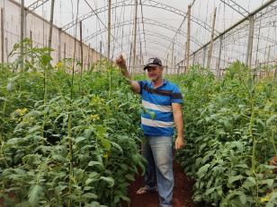Colheita histórica de tomate em Maria Helena destaca atuação do IDR-Paraná e força do manejo técnico