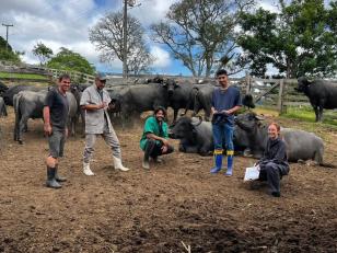 IDR-Paraná realiza exames brucelose e tuberculose em búfalos no Vale da Ribeira