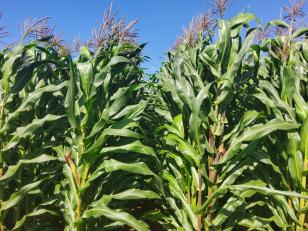 	IDR-Paraná lança cultivar de milho branco no Show Rural 2026