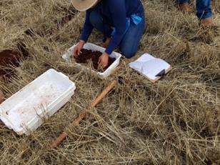 Extensionistas levantam dados sobre fertilidade do solo na área do lado de Itaipu