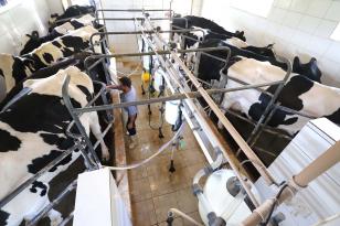 Paraná bate recorde na produção de frangos, suínos, bovinos, leite e ovos em 2025