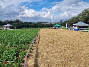 Feijão é tema de dia de campo em Ponta Grossa
