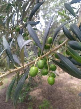 Paraná pode produzir azeitonas