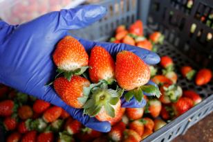 Morango orgânico produzido no solo é alternativa de renda para pequenas propriedades no Noroeste