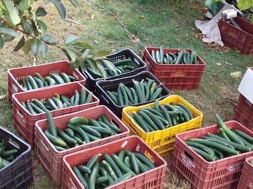 Produtor conquista mercado com olerícolas em Itambé