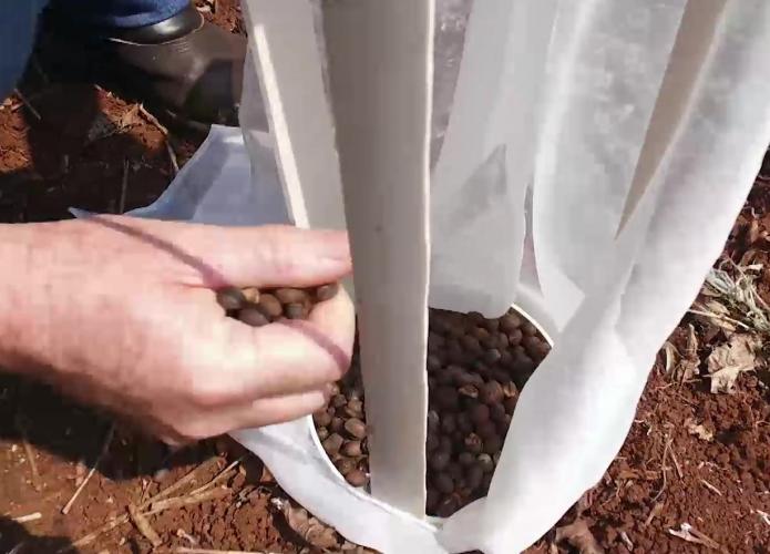 Preparo II, da Armadilha para monitoramento da Broca-do- cafeeiro, Apucarana