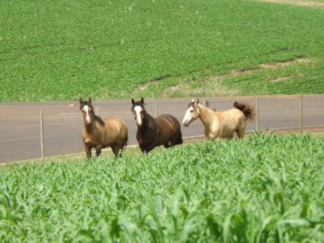 Milhetos se mostram uma boa opção no manejo dos solos e na alimentação humana e animal