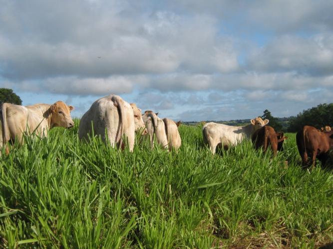 Integração lavoura-pecuária no Arenito exige atenção à altura da pastagem