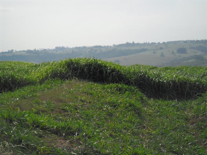 Integração lavoura-pecuária no Arenito exige atenção à altura da pastagem