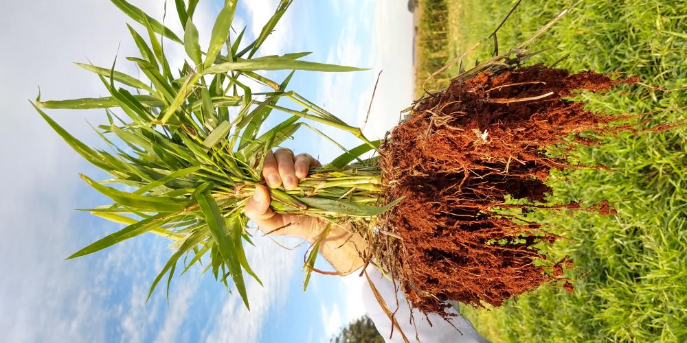 Especialistas falam sobre superação de limitações climáticas para produzir no Arenito Caiuá