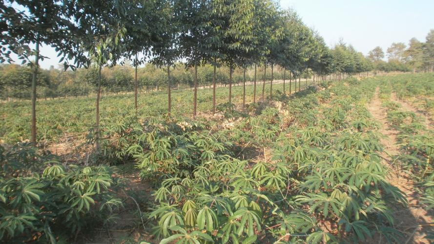 Especialistas falam sobre superação de limitações climáticas para produzir no Arenito Caiuá