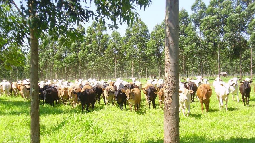 Especialistas falam sobre superação de limitações climáticas para produzir no Arenito Caiuá