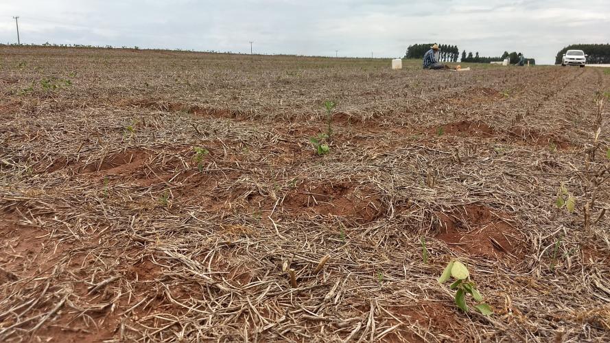 Especialistas falam sobre superação de limitações climáticas para produzir no Arenito Caiuá