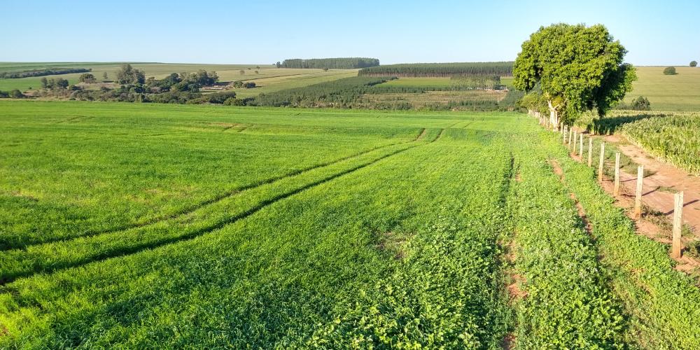 Especialistas falam sobre superação de limitações climáticas para produzir no Arenito Caiuá