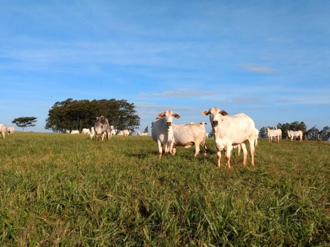 Integração Lavoura Pecuária aumenta produtividade e sustentabilidade