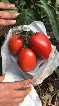Produção de tomate orgânico ganha produtores nas regiões de Cascavel e Umuarama