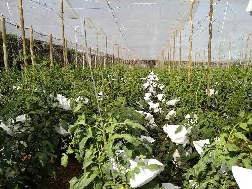 Produção de tomate orgânico ganha produtores nas regiões de Cascavel e Umuarama