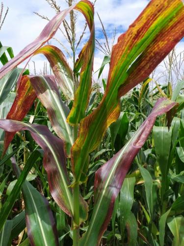 Agricultura alerta para cuidados em relação ao enfezamento do milho