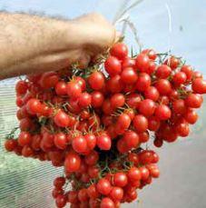 Agroecologia é tema de reunião online da Acamdoze