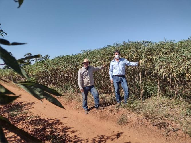 Variedade de mandioca IPR B36 é sucesso entre os produtores