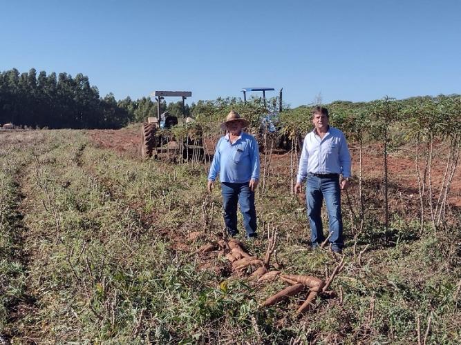 Variedade de mandioca IPR B36 é sucesso entre os produtores