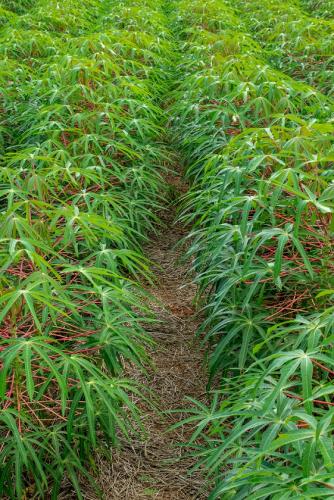 Variedade de mandioca IPR B36 é sucesso entre os produtores