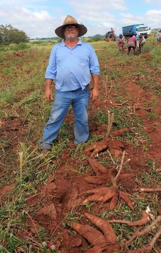Variedade de mandioca IPR B36 é sucesso entre os produtores