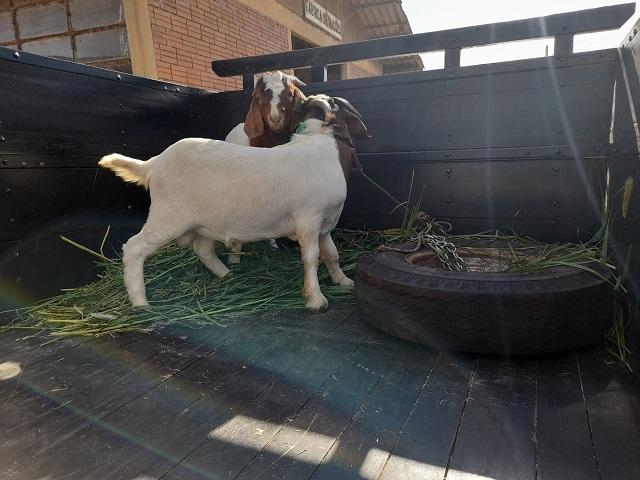 IDR-Paraná entrega caprinos com genética superior