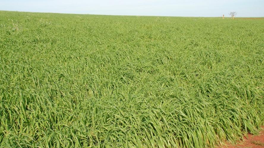 Aveia é opção de inverno e exige uso de sementes certificadas