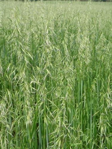 Aveia é opção de inverno e exige uso de sementes certificadas