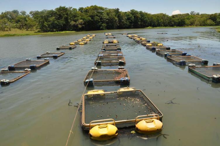 Série Banco do Agricultor Paranaense: Conheça os critérios para a aprovação de projetos para Pecuária de leite, Pisicultura e Irrigação.