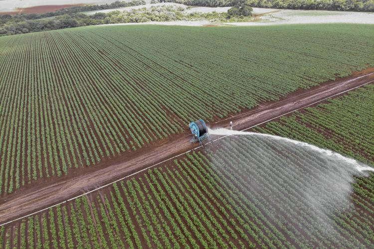 Série Banco do Agricultor Paranaense: Conheça os critérios para a aprovação de projetos para Pecuária de leite, Pisicultura e Irrigação.