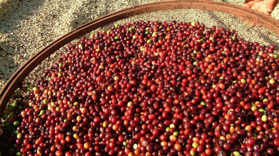 Série Banco do Agricultor Paranaense: Conheça os critérios para a aprovação de projetos