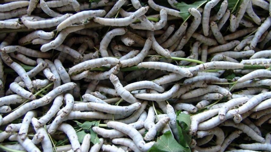 Série Banco do Agricultor Paranaense: Conheça os critérios para a aprovação de projetos