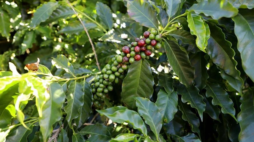 Série Banco do Agricultor Paranaense: Conheça os critérios para a aprovação de projetos