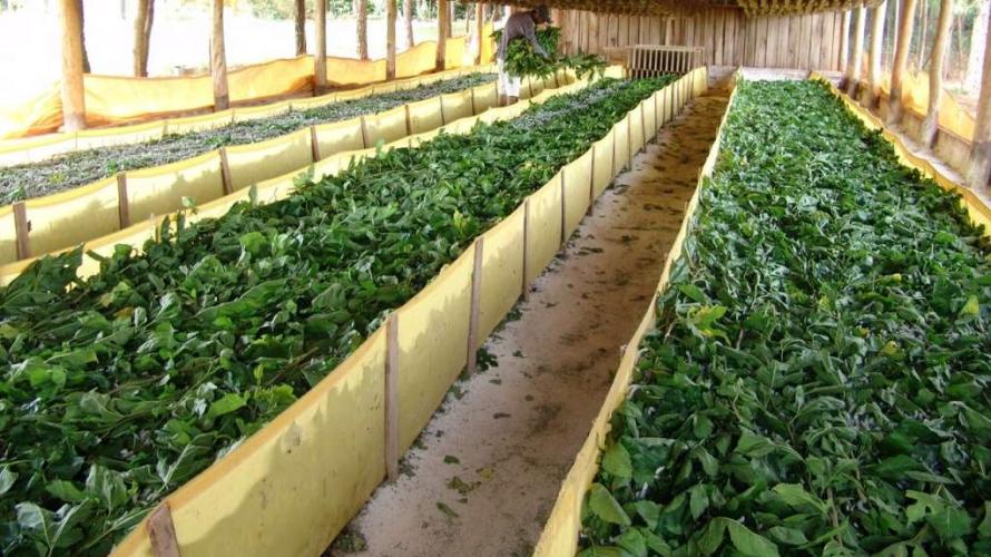 Série Banco do Agricultor Paranaense: Conheça os critérios para a aprovação de projetos