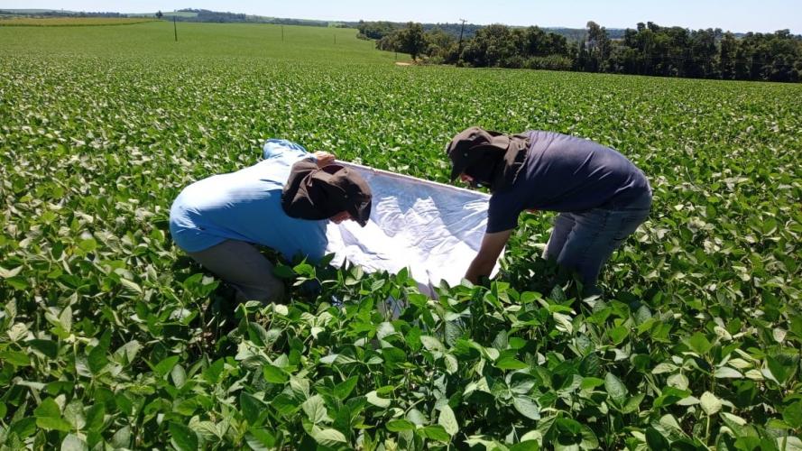 Parceria entre IDR-Paraná e agricultores: aquisição de microscópio traz agilidade na escolha de defensivos agrícolas